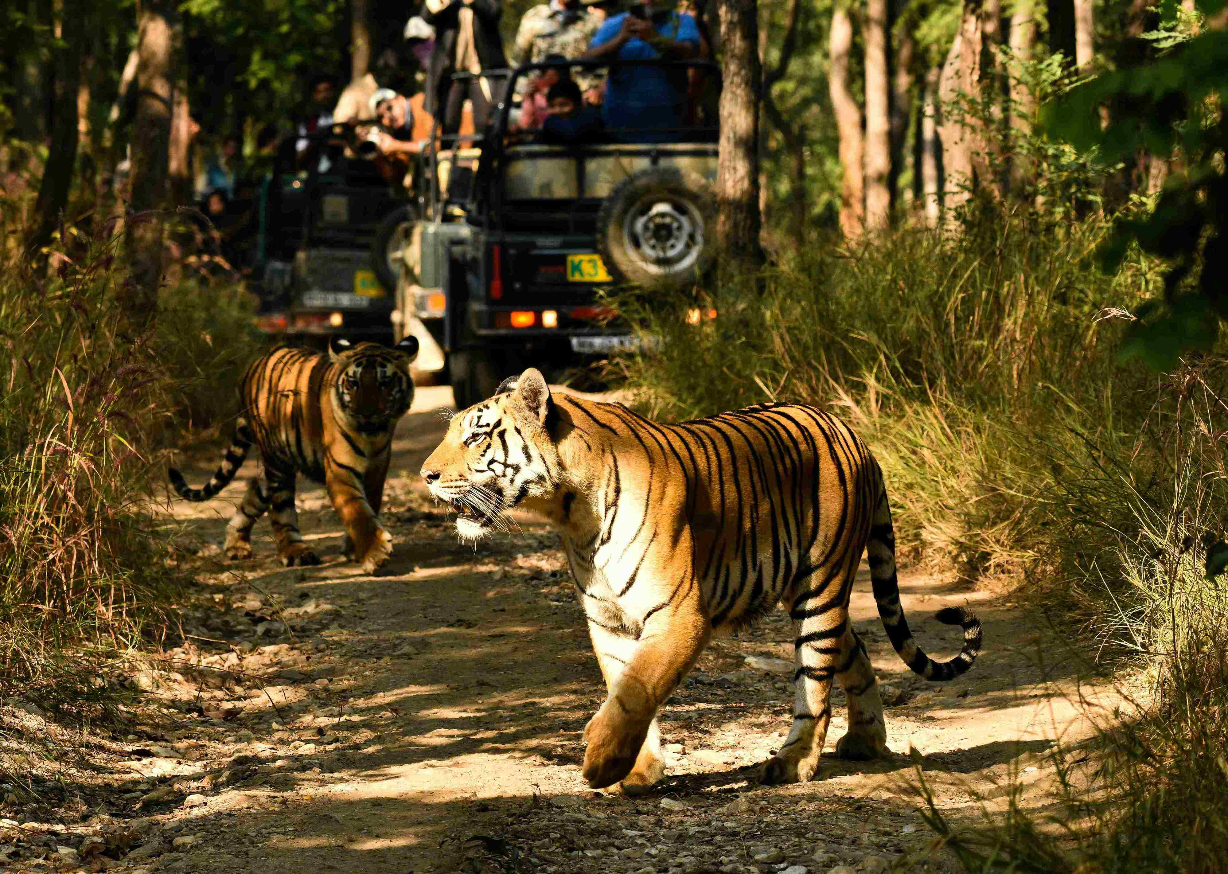 Jim Corbett